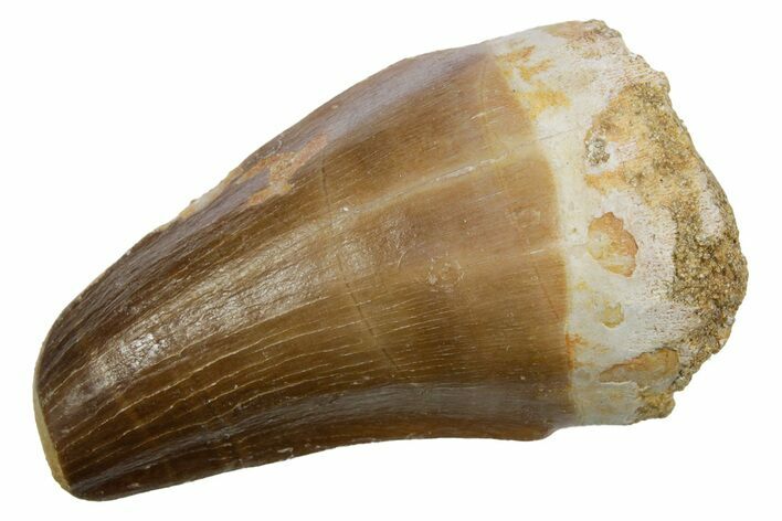 Fossil Mosasaur (Hainosaurus) Tooth - Feeding Worn Tip #353213